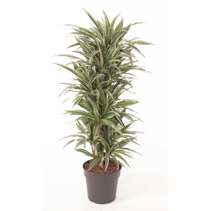 Dracena 't.b.t.' in vaso, pianta da interno con foglie a strisce verdi e bianche.