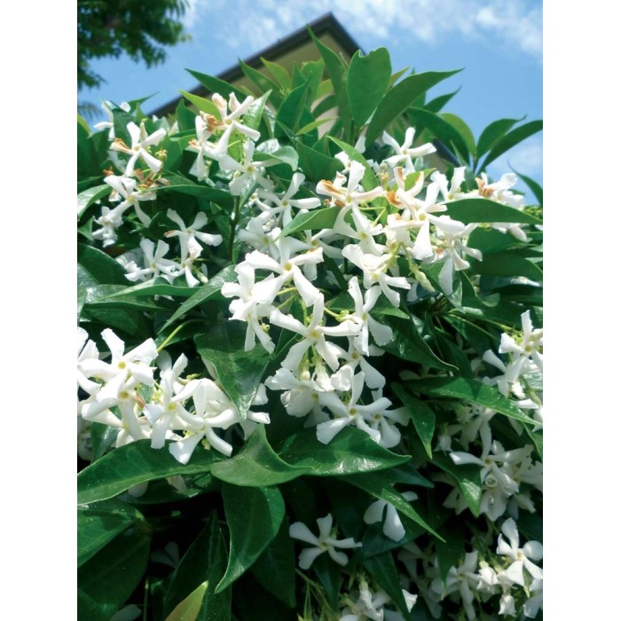 Pianta rampicante sempreverde in fiore con fiori bianchi.