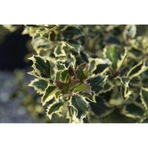Fogliame variegato di t.b.t., un arbusto decorativo per il giardino.
