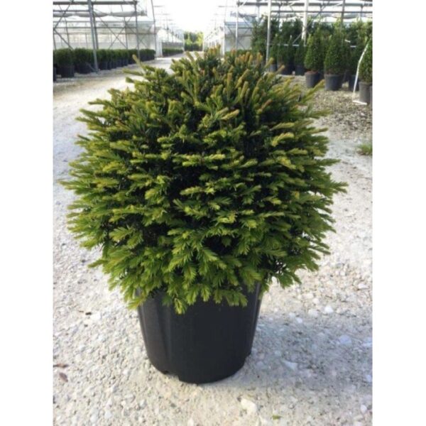 Tasso (Taxus) globulare in vaso, aghi verdi.