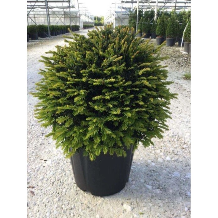 Tasso (Taxus) globulare in vaso, aghi verdi.
