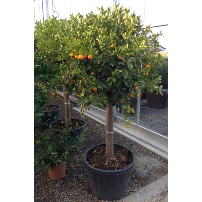 Albero da frutto sferico con piccoli frutti arancioni in vaso.