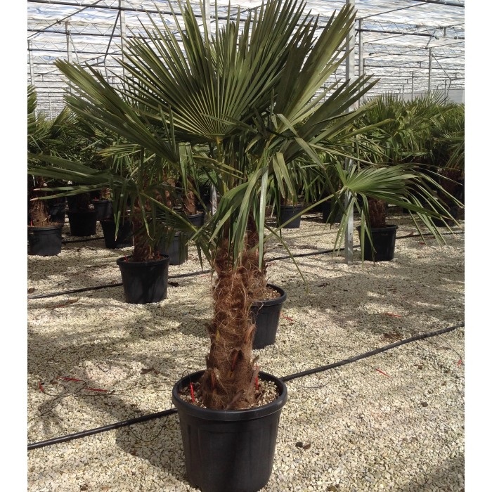 Trachycarpus fortunei in vaso, una pianta da contenitore robusta e sempreverde per il giardino.