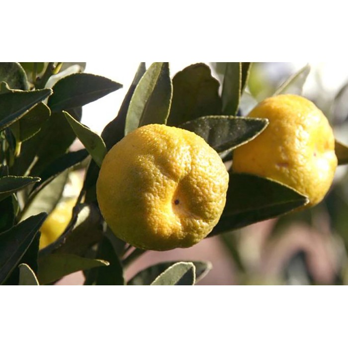 Agrume giallo sull'albero, categoria: Altri alberi da frutto.