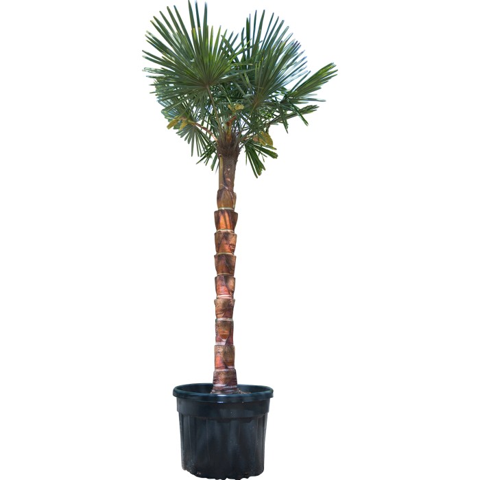 Palma in vaso, foglie verdi, tronco marrone. Pianta decorativa per giardino o terrazzo.