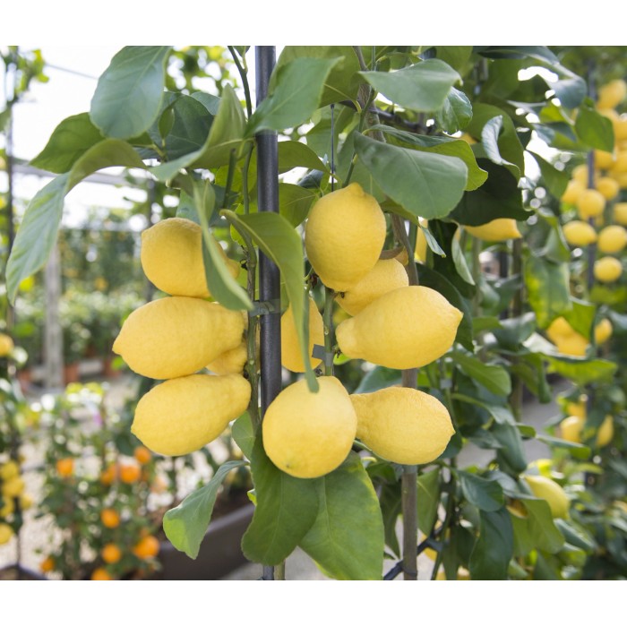 Albero di limone con limoni gialli maturi. Ideale per il tuo giardino.